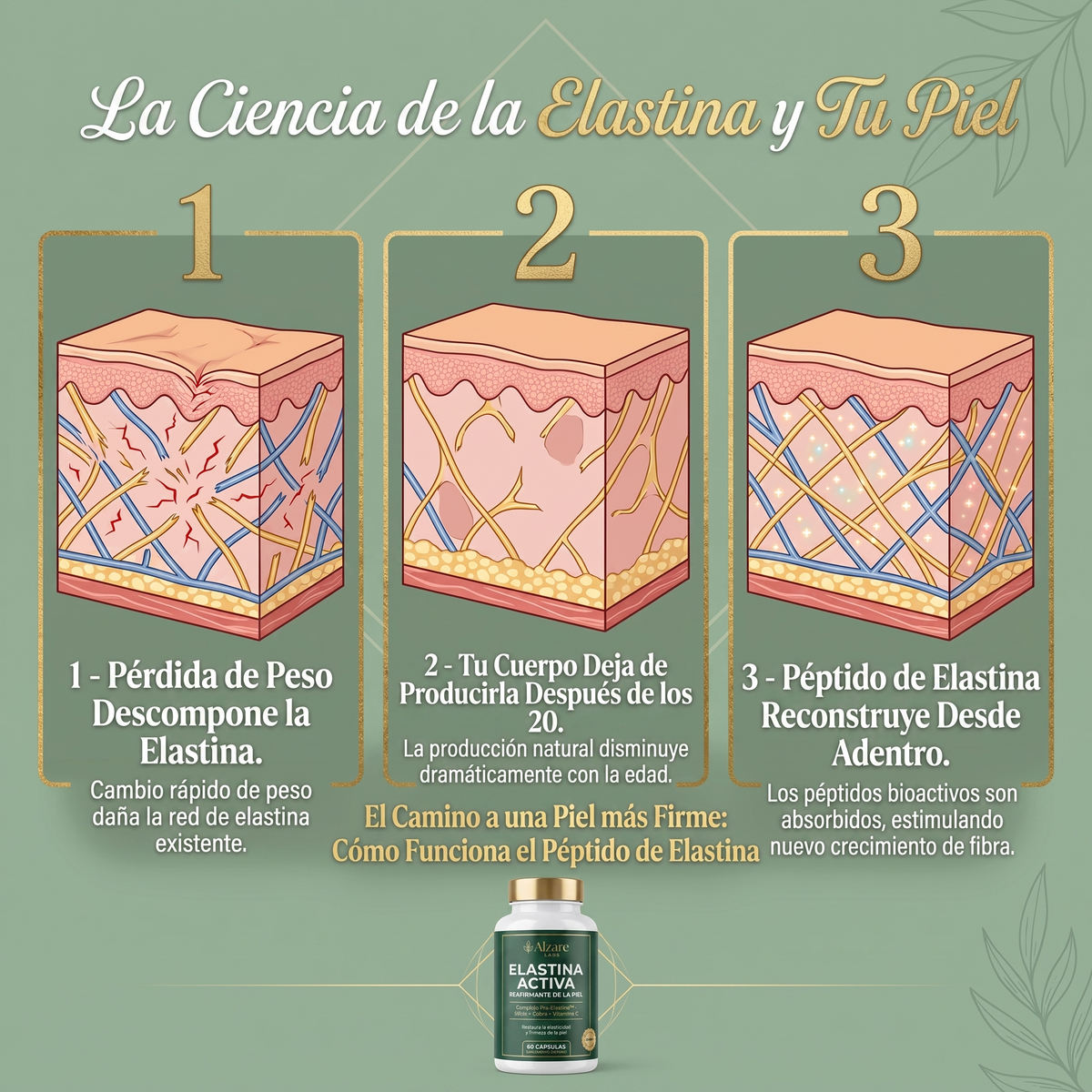 ALZARÉ® ELASTINA ACTIVA